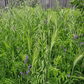 Peaceful Valley Dryland Hay Mix with oats, barley, and vetch