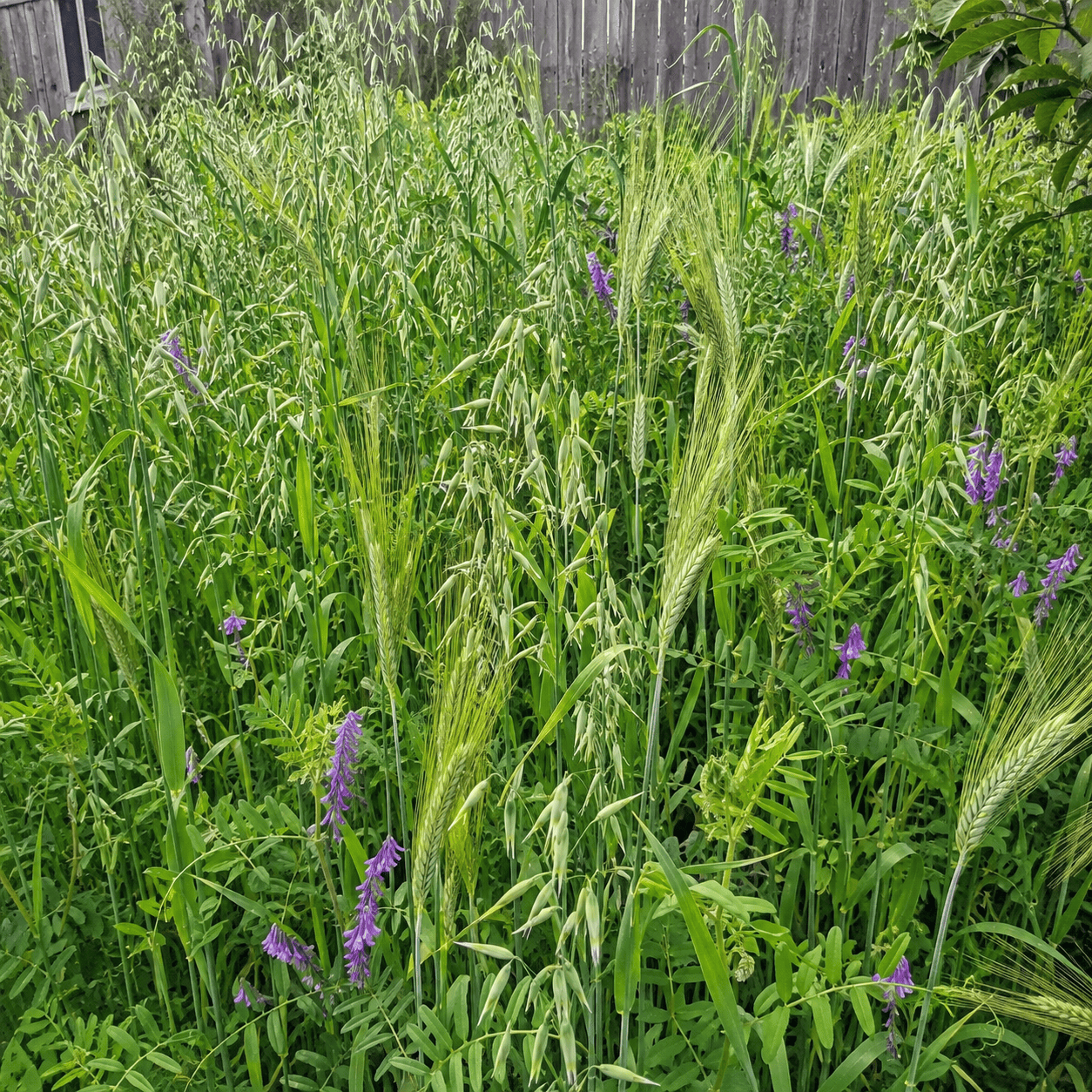Peaceful Valley Dryland Hay Mix with oats, barley, and vetch