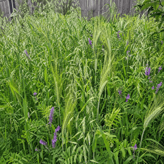 Peaceful Valley Dryland Hay Mix with oats, barley, and vetch