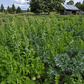 Cover crop mix of grains, legumes, and brassicas