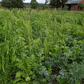 Peaceful Valley Cover Crop Grazer cool-season forage blend