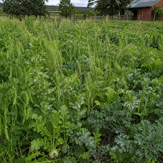Peaceful Valley Cover Crop Grazer cool-season forage blend