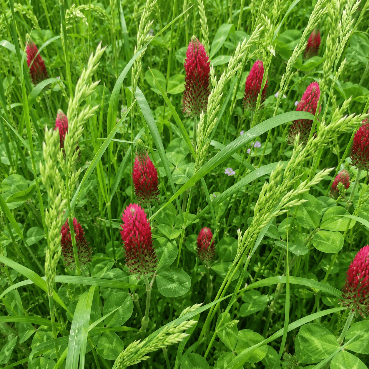 Peaceful Valley Dryland Clover and Grass Mix