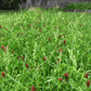 Dryland cover crop blend of ryegrass, brome, and crimson clover