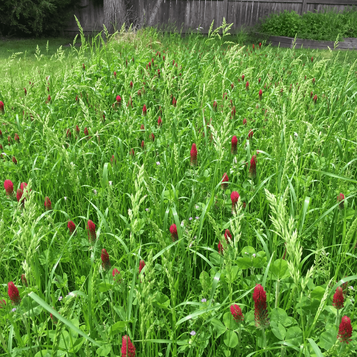 Dryland cover crop blend of ryegrass, brome, and crimson clover