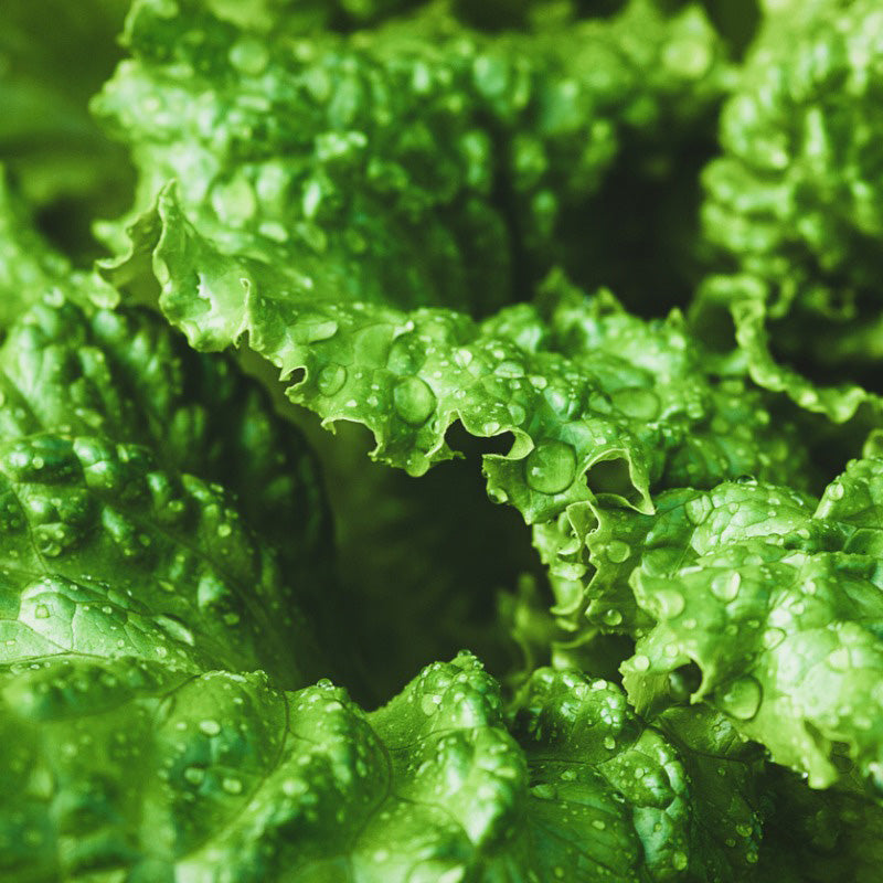An extremely close up shot of dew covered Simpson Lettuce