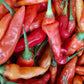 Close up of Cayenne Mixed peppers, mostly orange and reds shown 