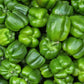 A large harvest of Green California Wonder Sweet Belle Peppers 