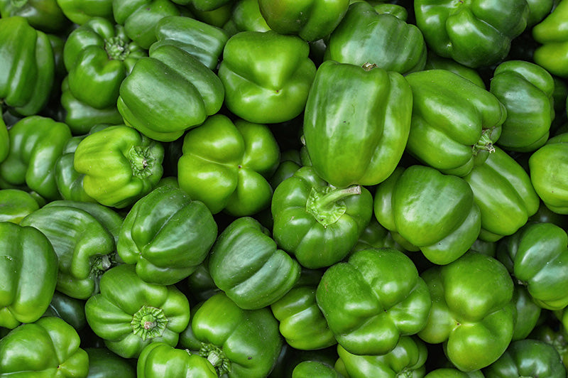 A large harvest of Green California Wonder Sweet Belle Peppers 