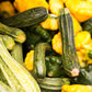 A pile of melody mix summer squash, Long green squashes and yellows shown 