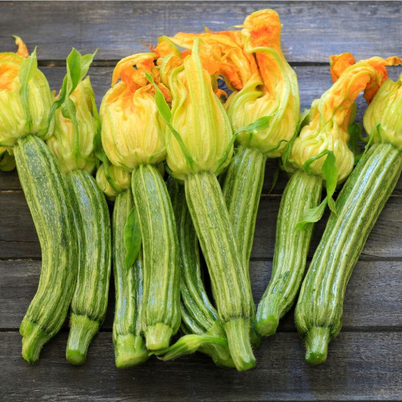 Straito d'Italia Zucchini Summer Squash, resting on a wooden plank background, Squash is showing colors ranging from yellow to greens, yellow flowers adorn the tops 