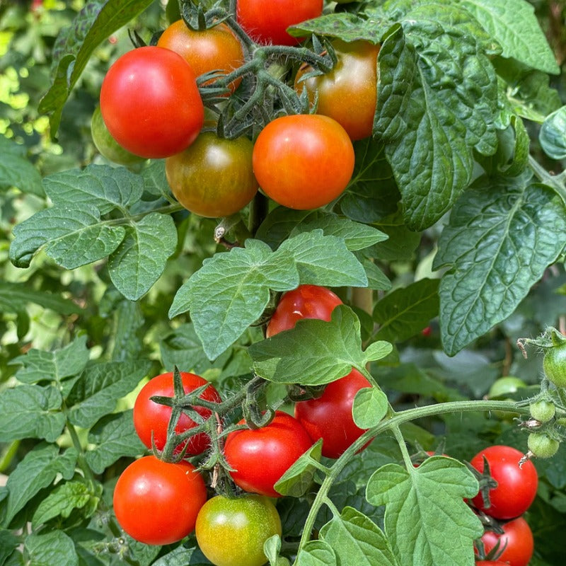 Large Red Cherry tomato plant adorned with variously ripened tomatoes 