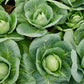 All Season Cabbage bunched together