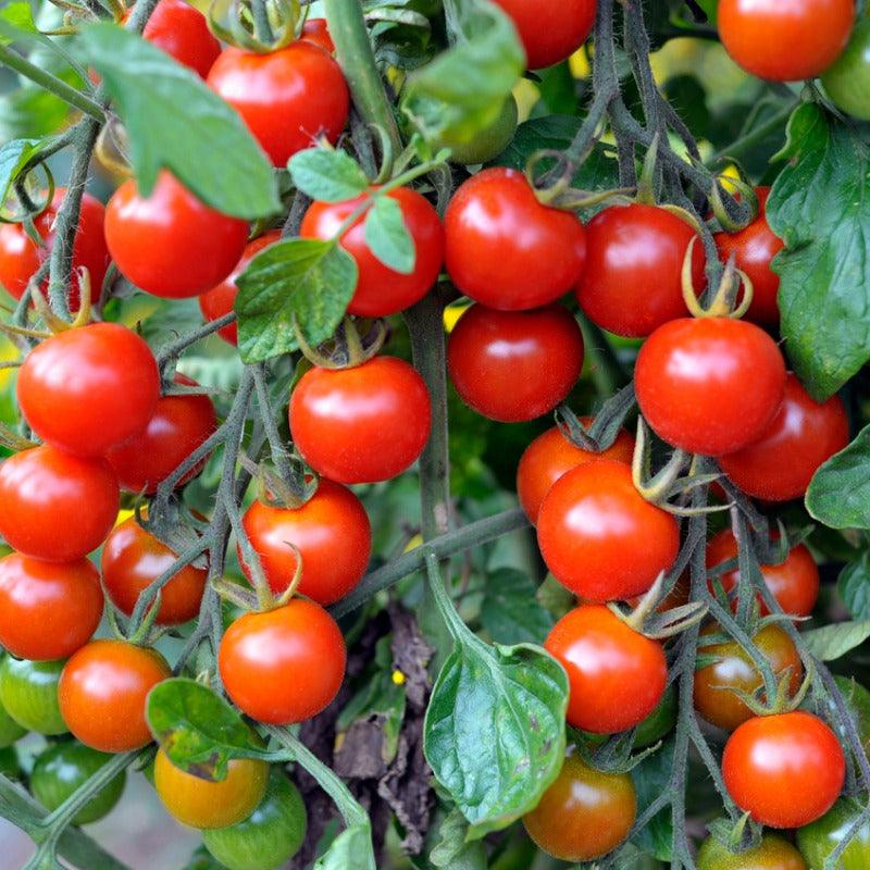 Chadwick Cherry Tomatoes still on the vine 