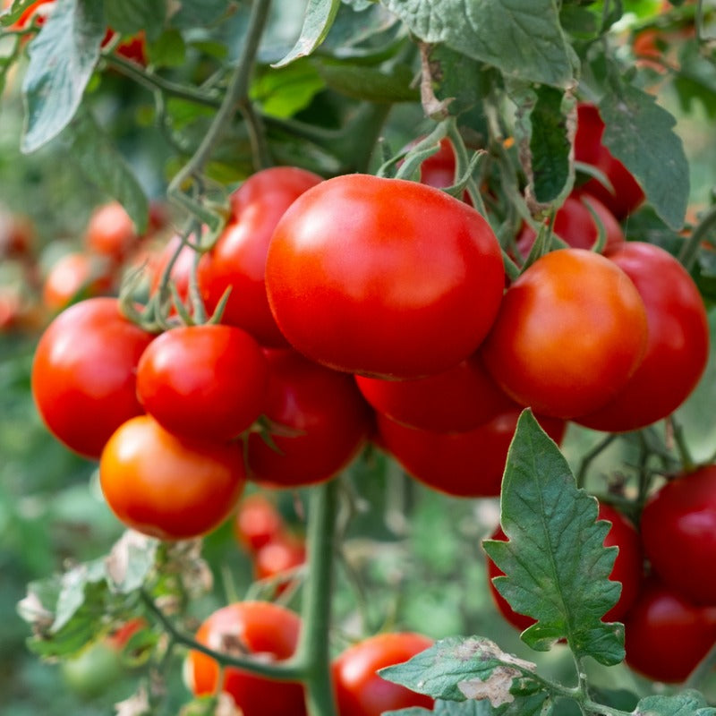 Gardener's Delight Tomatoes Still on the Vine 
