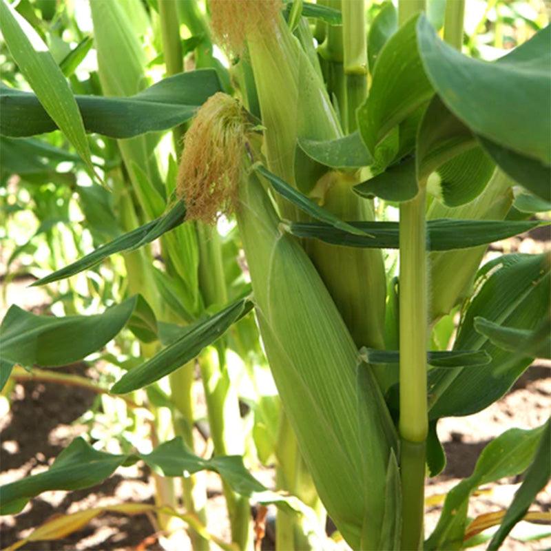 corn plant seed Temptress Corn Seeds
