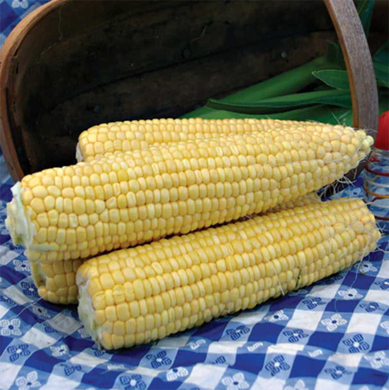 A pile of husked Superseet Jubilee Corn presented on a blue picnic blanket 