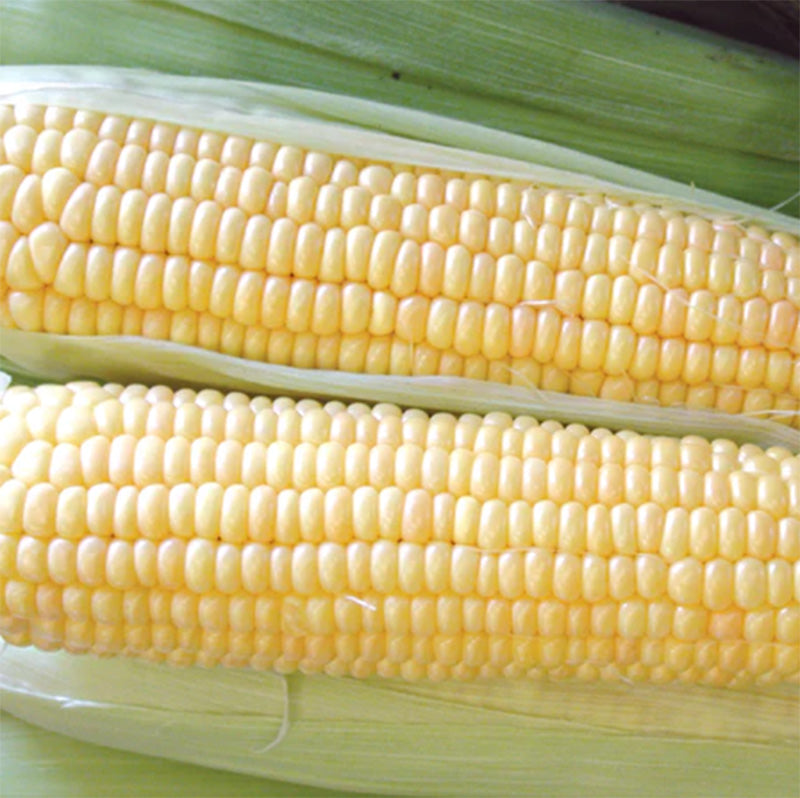 Up close shot of Supersweet Jubilee Corn partially husked presenting kernels