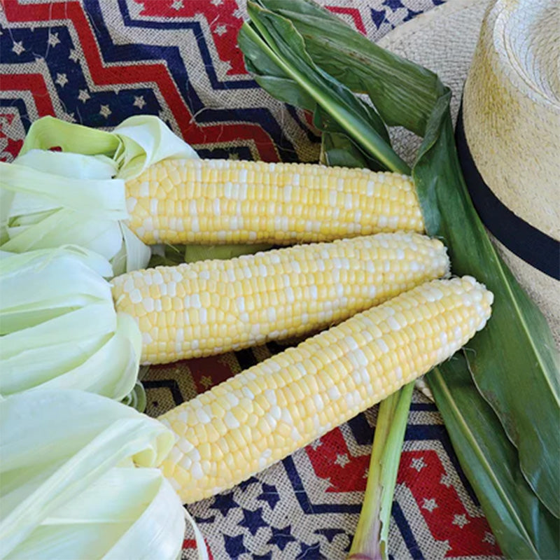 Three ears of Serendipity corn husked and presented against a blanket and rustic hat 