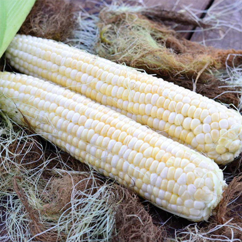 Husked Serendipity corn resting on its own husks 