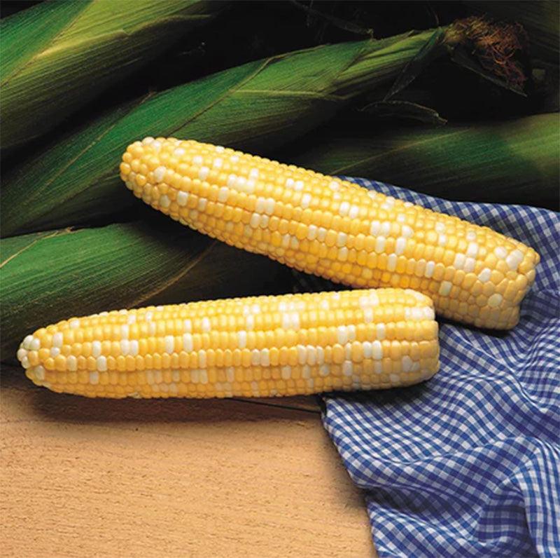 Husked and Unhusked Serendipity corn displayed on a wood table accented by a blue picnic blanket 