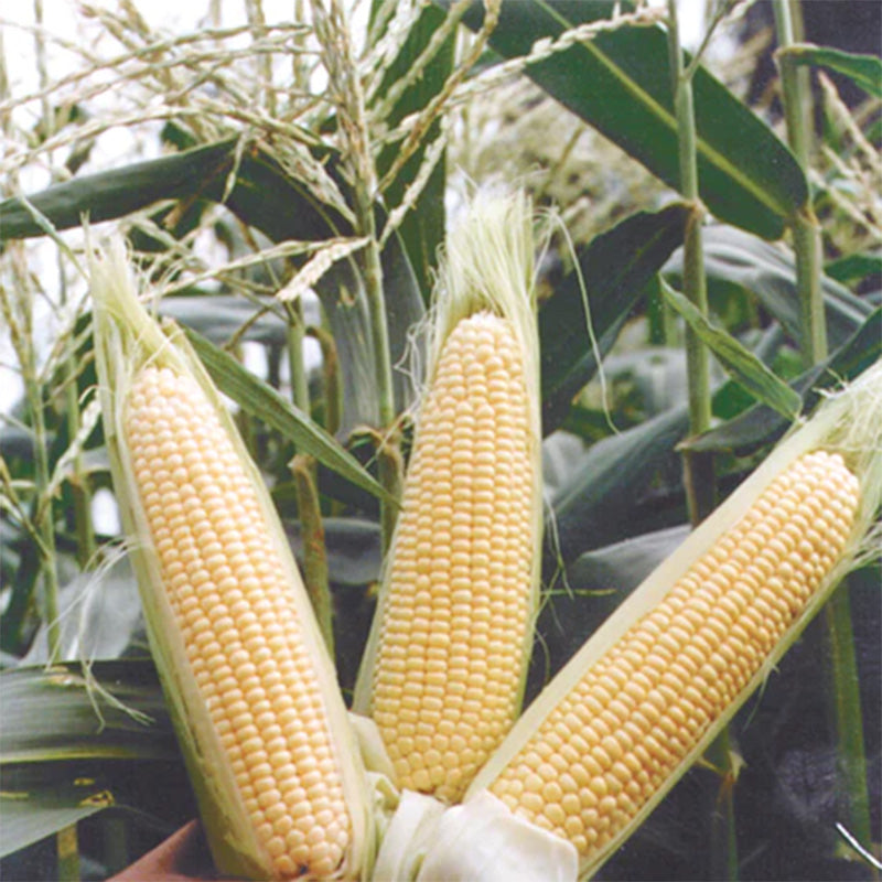 Three half husked ears of Sugar Buns corn still on the stalk 