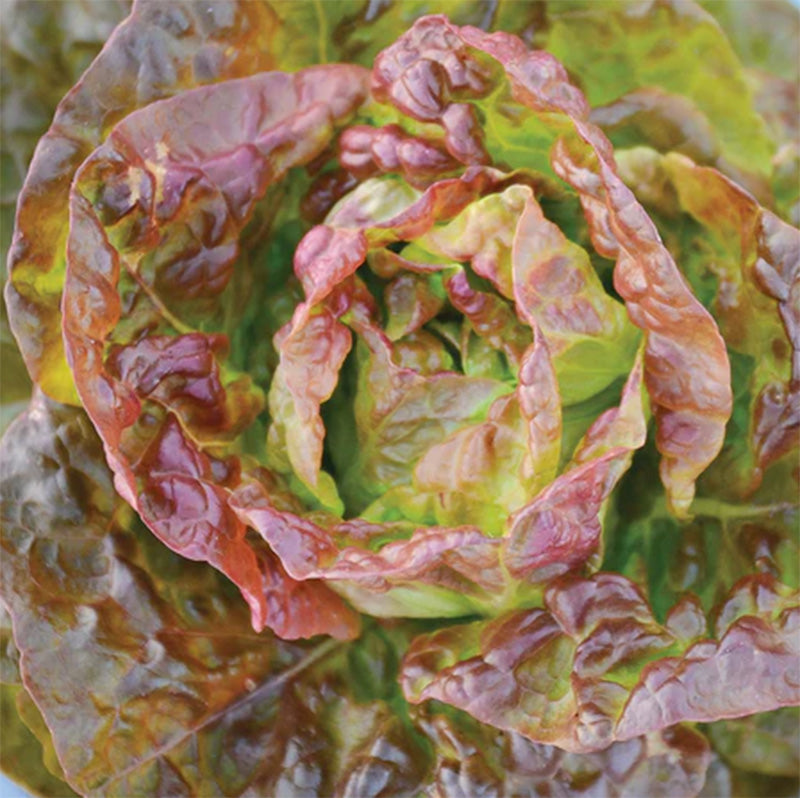 A colorful display of Continuity Lettuce , deep reds and greens 