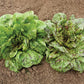 Two heads of Flashy Trouts Back Lettuce still growing in the soil