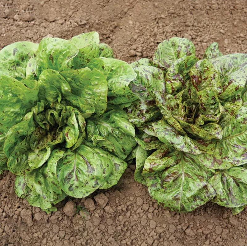 Two heads of Flashy Trouts Back Lettuce still growing in the soil