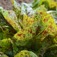 A very close up shot of Flashy Trouts Back Lettuce highlighting the changing colors 