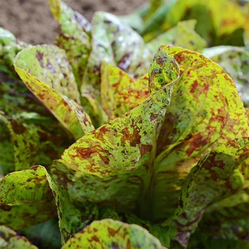 A very close up shot of Flashy Trouts Back Lettuce highlighting the changing colors 