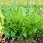 A grouping of Italianischer Lettuce growing in the soil