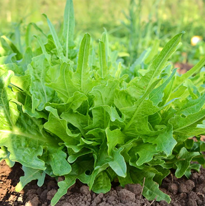 A grouping of Italianischer Lettuce growing in the soil