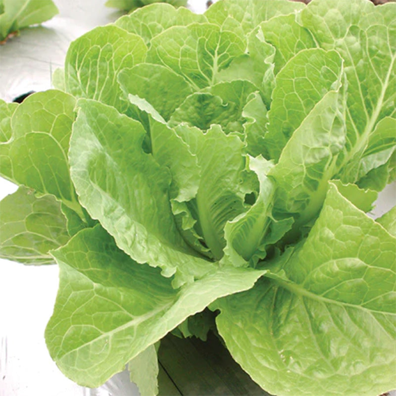 A close up shot of a head of Valmaine Lettuce, Bright green leaves 