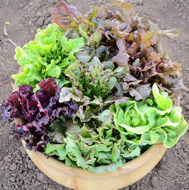 A basketful of various Lettuces accentuating their color differences 