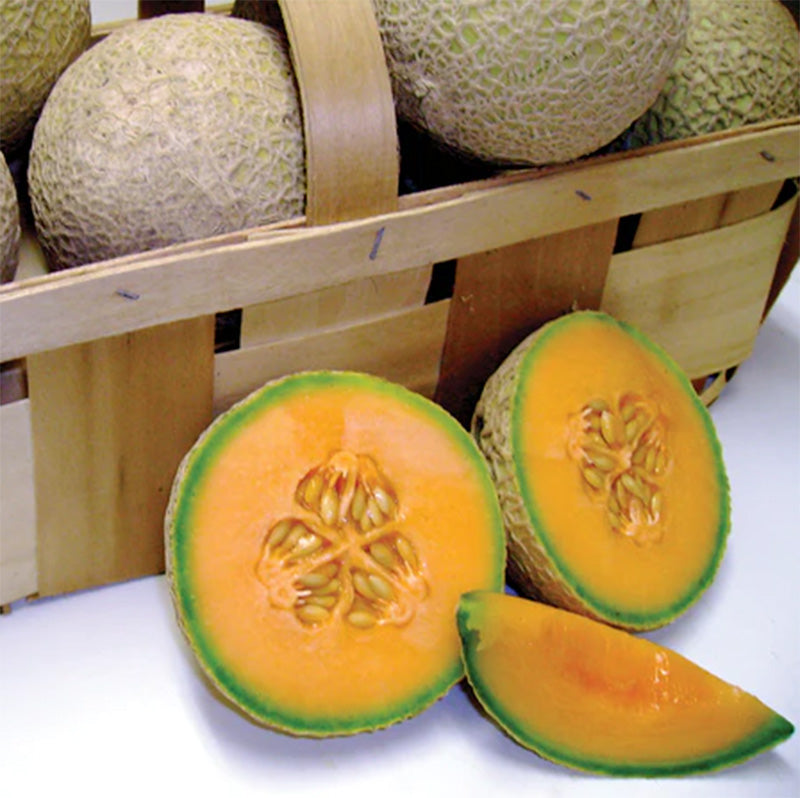 A basketful of Sugar Cube Melons, One is presented in front and sliced in half 