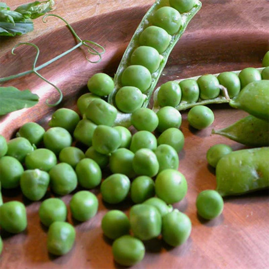 Alaska Early Pea Seeds Territorial Seed Company
