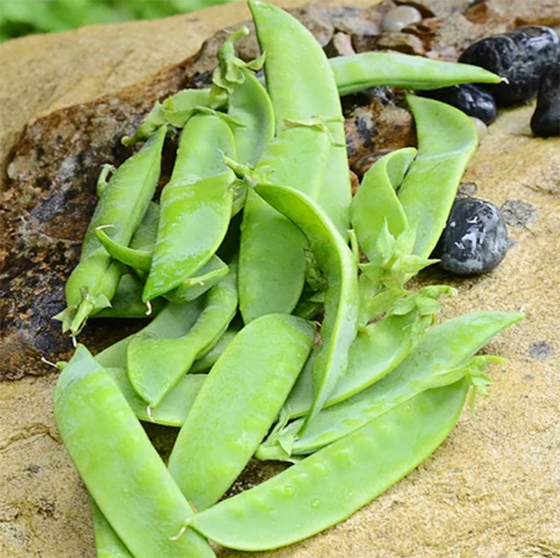 Avalanche Pea Pods piled together against a brown rock background 