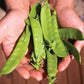 A handful of Avalanche Peas presented to the camera 