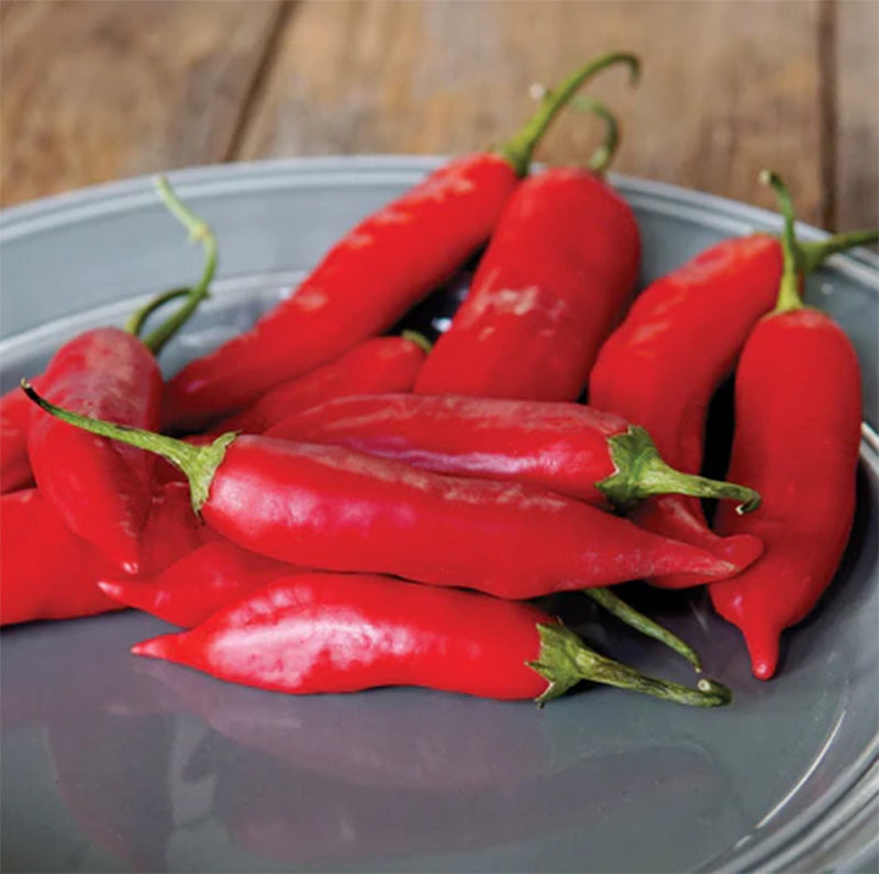 A plateful of bright red Aji Rico Peppers