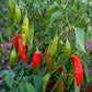 An Aji Rico hot pepper plant displaying various stages of ripeness and colors, Green, orange, and red 