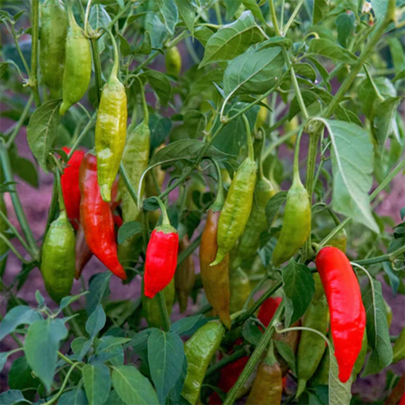 An Aji Rico hot pepper plant displaying various stages of ripeness and colors, Green, orange, and red 
