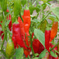 An Aji Rico Hot Pepper plant with buches of red, ripe peppers