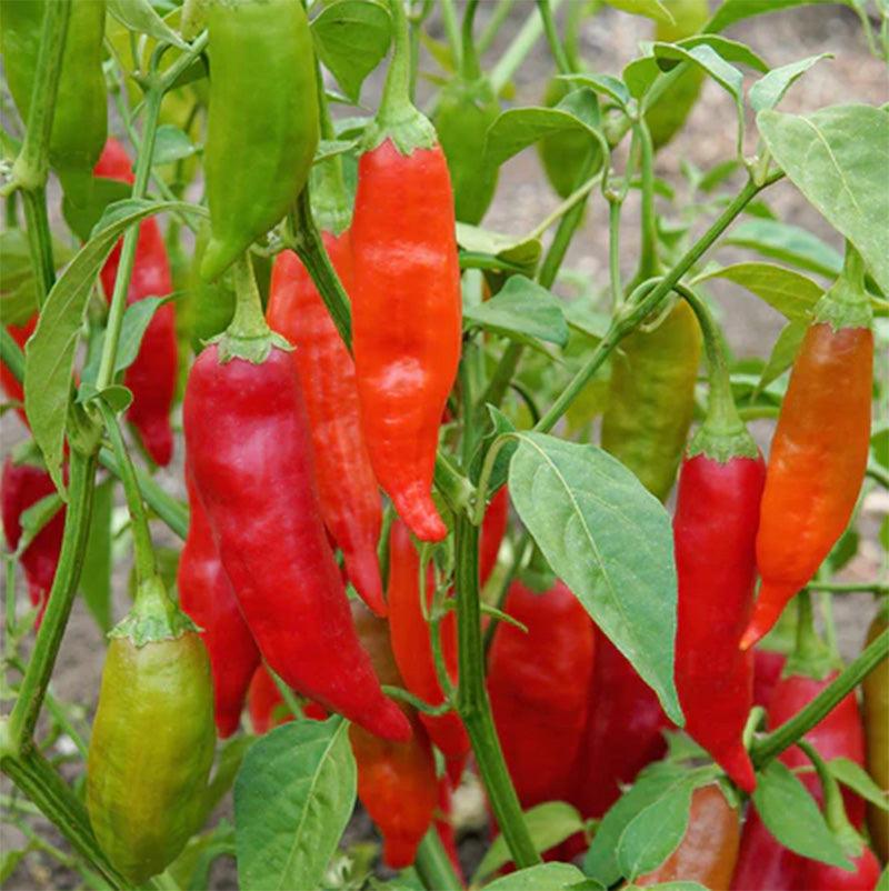 An Aji Rico Hot Pepper plant with buches of red, ripe peppers