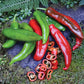 A display of Anaheim College 64 Hot Peppers resting on a rock against green shrubbery, Sliced peppers displayed in front of whole peppers 