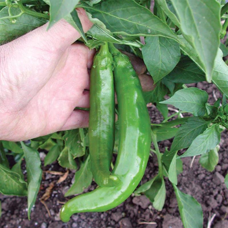 Anaheim College 64 Hot Pepper plant, Hand holding up some deep green peppers 