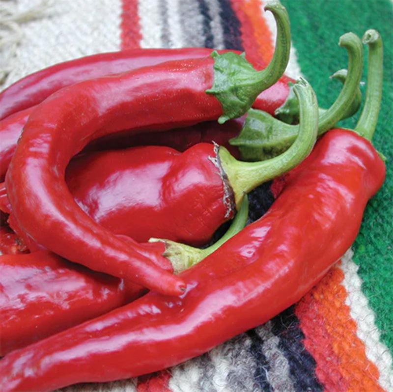 A pile of Anaheim College 64 Hot Peppers resting against a Spanish styled blanket 