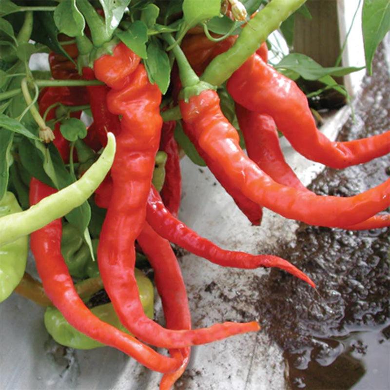 A large group of Italian Pepperoncini displaying reds and greens 