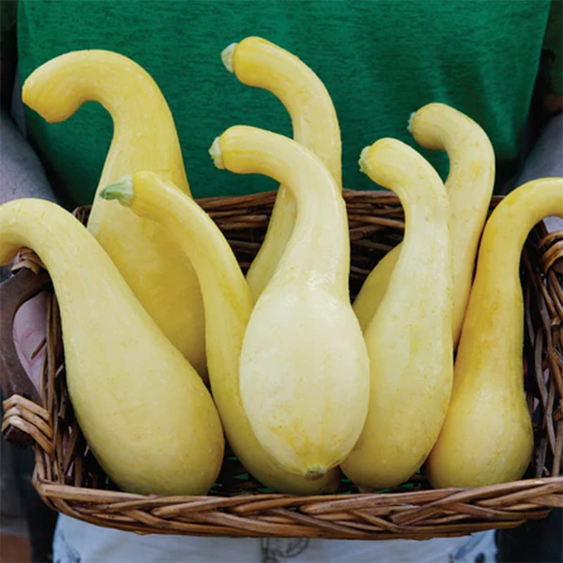 Brown basket full of Delta Summer Squash, displaying crooked necks and a pale yellow skin