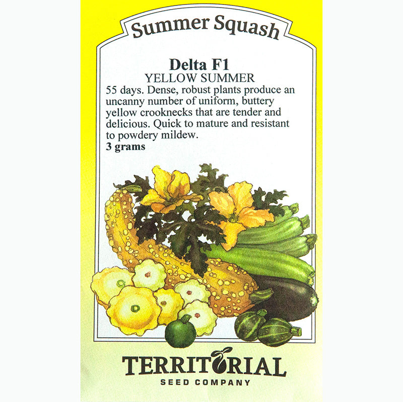 Seed Pack For Delta F1 Yellow Summer Squash By Territorial Seed Company 